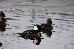 Lophodytes cucullatus
