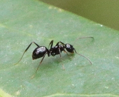 Prolasius
