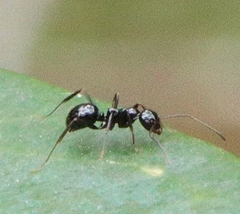 Prolasius