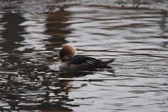 Lophodytes cucullatus