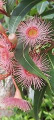 Corymbia ficifolia