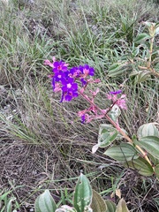 Pleroma heteromallum