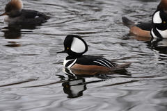 Lophodytes cucullatus