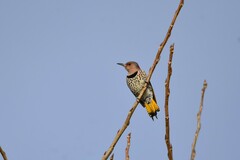 Colaptes auratus