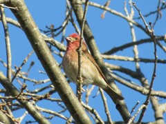 Haemorhous purpureus californicus
