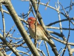 Haemorhous purpureus californicus