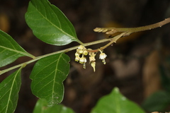 Toechima daemelianum