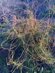 Cuscuta californica
