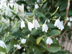 Rhinacanthus nasutus