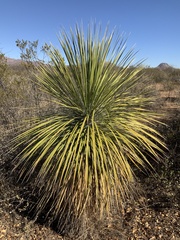 Yucca elata