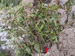 Lygodium japonicum