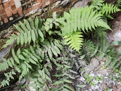 Christella parasitica