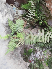 Christella parasitica