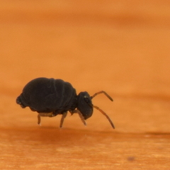 Sminthurinus atrapallidus