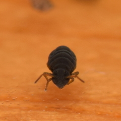 Sminthurinus atrapallidus