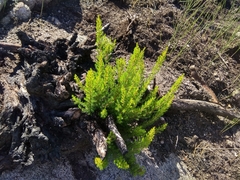 Erica lusitanica