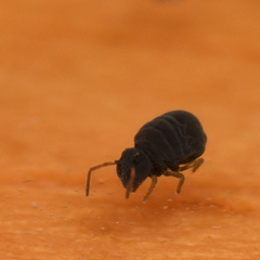 Sminthurinus atrapallidus