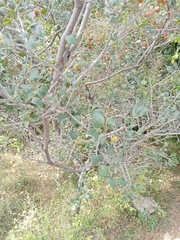 Diospyros ferrea