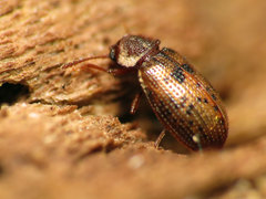Derodontus esotericus