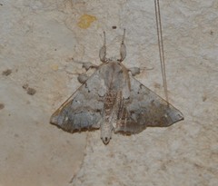 Olceclostera seraphica