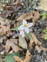 Cardamine californica