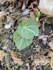 Cardamine californica