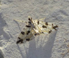 Conchylodes salamisalis