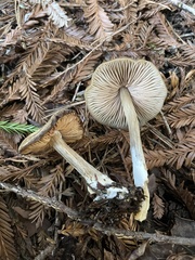 Entoloma vernum