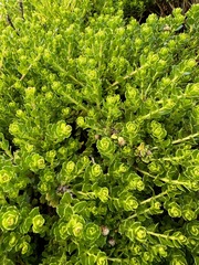 Baccharis magellanica