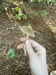 Entoloma vernum