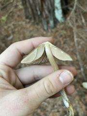 Entoloma vernum