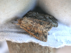 Ichneutica morosa