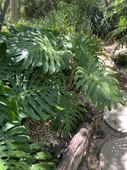 Monstera deliciosa