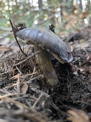Entoloma medianox