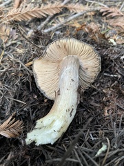 Entoloma medianox
