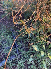 Cuscuta californica