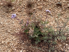 Glandularia gooddingii