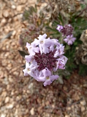 Glandularia gooddingii