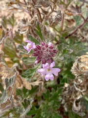 Glandularia gooddingii