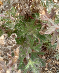 Glandularia gooddingii