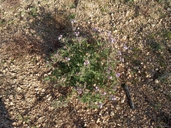 Glandularia gooddingii