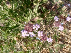 Glandularia gooddingii