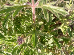 Glandularia gooddingii