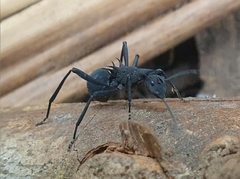 Polyrhachis armata