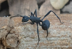 Polyrhachis armata