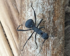 Polyrhachis armata
