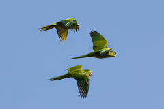 Psittacara chloropterus