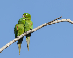 Psittacara chloropterus