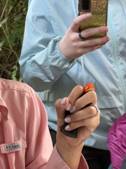 Ceratopipra mentalis