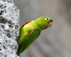 Psittacara chloropterus